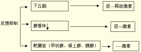 反馈抑制