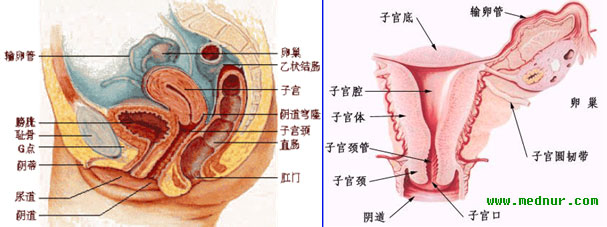女性内生殖器