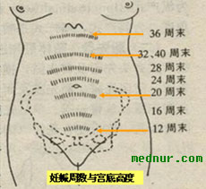 妊娠周数与宫底高度