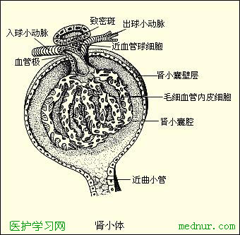 肾小体