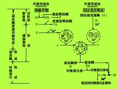 血液凝固过程