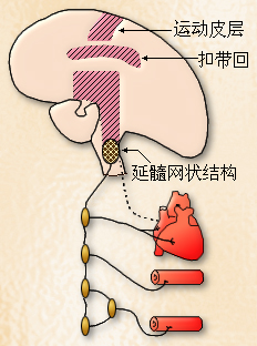 心血管中枢( Cardiovascular Center)