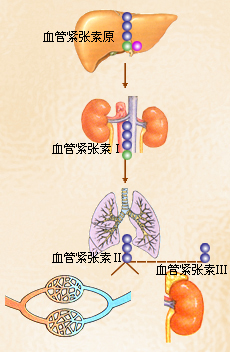 肾素-血管紧张素系统