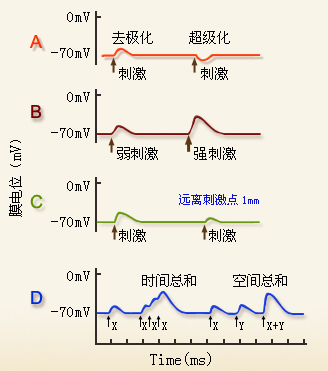 局部电位及总和