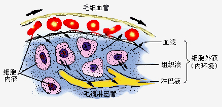 体液分布示意图