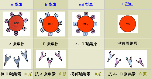 血型的抗原和抗体