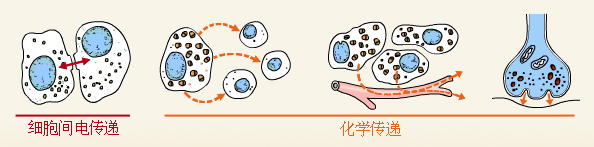 细胞间信息的传递方式