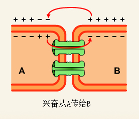 细胞间的电传递