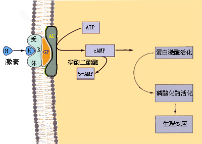 第二信使作用机制