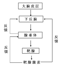 激素分泌的反馈调节示意图