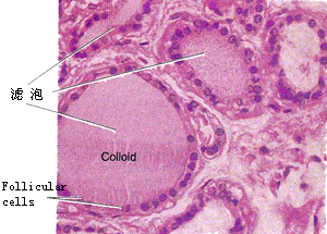 甲状腺腺泡
