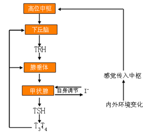 下丘脑—腺垂体—甲状腺轴