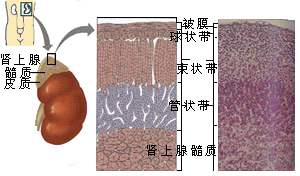 肾上腺解剖示意图