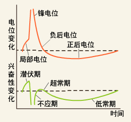 神经动作电位与兴奋性变化的关系