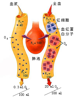 氧的存在形式