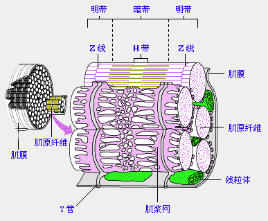 肌小节的组成