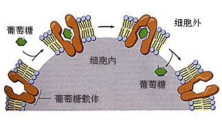 易化扩散：葡萄糖进入一般细胞