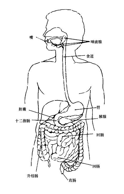 消化器官