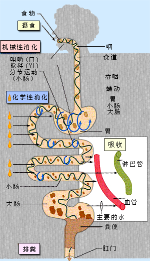 消化和吸收