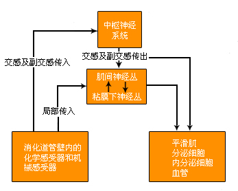 消化系统的局部和中枢性反射通道
