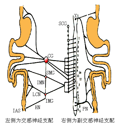 自主神经支配消化器官