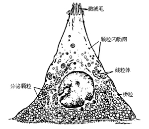 胃窦粘膜内的G细胞（开放型细胞）