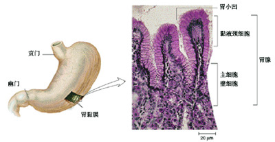 胃的显微解剖