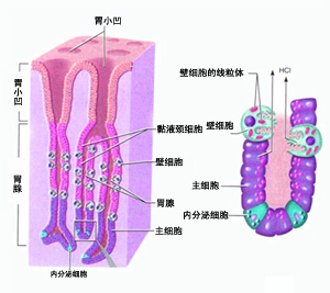 胃的显微解剖