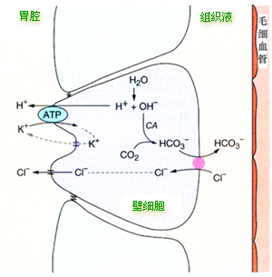 壁细胞分泌盐酸