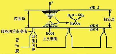 胃粘液屏障