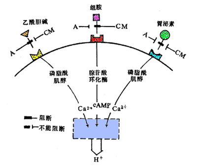 三种刺激胃酸分泌的内源性物质的作用及其相互作用