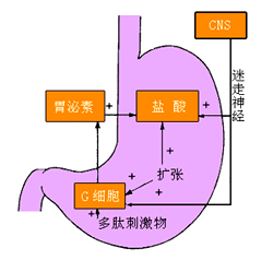  头期胃酸分泌的机制