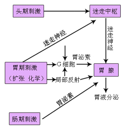 胃液分泌的机制