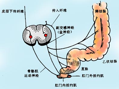 排便反射