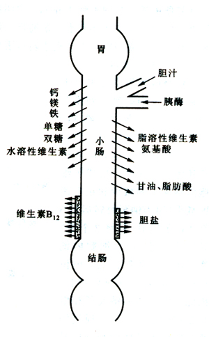 各种营养物质在小肠的吸收部位