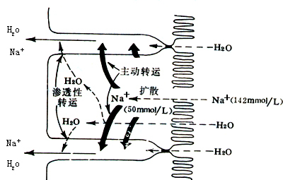 小肠粘膜对钠和水的吸收