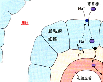 糖的吸收