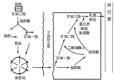 脂肪的吸收