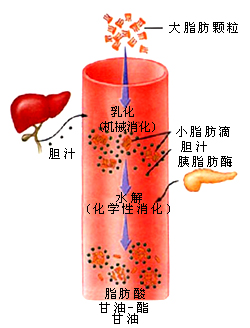 脂肪的吸收