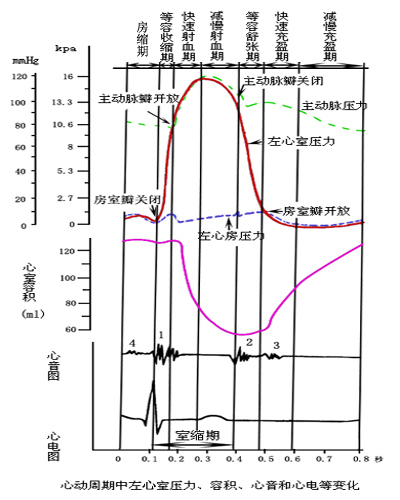 心动周期中左心室压力容积心音和心电等的变化