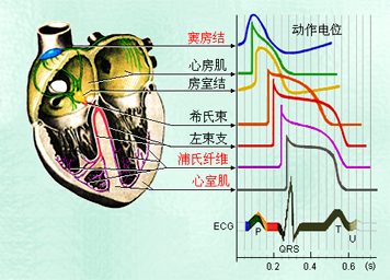 心肌细胞的动作电位