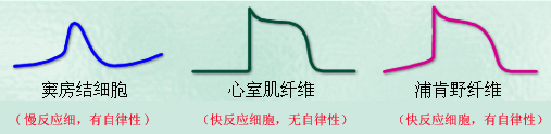 细胞AP及其机制的比较