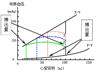 异长自身调节（heterometric regulation）