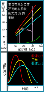 ）后负荷对搏出量的影响
