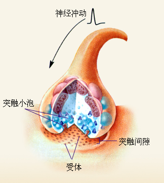 突触传递