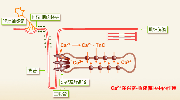 肌管系统