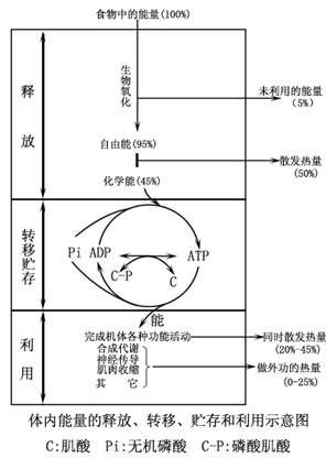 体内能量的释放、转移、贮存和利用示意图