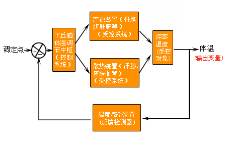 体温调节自动控制示意图