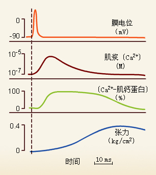 兴奋-收缩耦联（Excitation-contraction coupling）