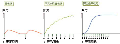 肌肉收缩的形式